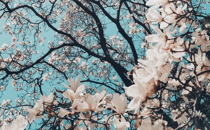 花无百日红2.jpg 花无百日红2.jpg